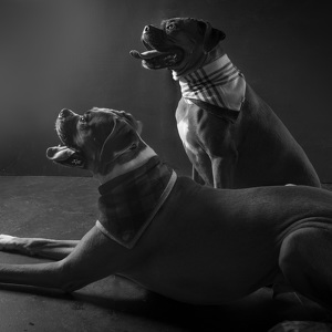 Fundraising Page: Miggy and Maverick Evans